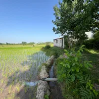 برنجکاری ۳۵۰۰ متر سنتی  چسبیده به مسکونی رشت سنگر|فروش زمین و ملک کلنگی|کوچصفهان, |دیوار