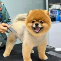 مولد پامر خرسی آماده پرورش با ماده های شما