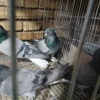 کبوتر کاشانی|پرنده|بروجن, |دیوار