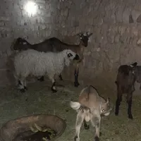 چندتا کره و گوسفند خوب باهم همشون رو میدن40تومن|حیوانات مزرعه|رفسنجان, |دیوار