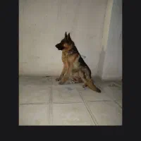 جفت ژرمن شپرد نر و مادع|سگ|تهران, امیریه|دیوار