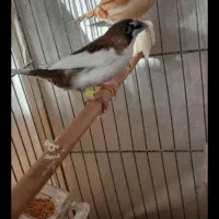 فنج بنگالی مانند تصویر حنایی