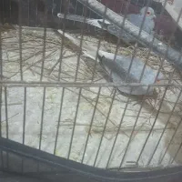 کبوتر زینتی الماسی چینی در چرام|پرنده|چرام, |دیوار