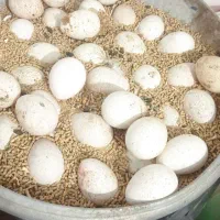 30عدد بوقلمون بوبورن تخمگذارو تخم نطفه دار