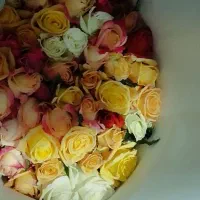 فلور و غیره|گل و گیاه طبیعی|بوئین زهرا, |دیوار