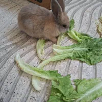 خرگوش باهوش