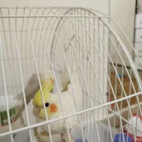گم عروس هلندی شده