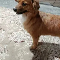 واگذاری شیتزو پامر|سگ|تهران, آبشار تهران (دریاچه)|دیوار