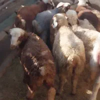 بره ترکی شیرازی از وزن ۲۵ الا ۳۵ کیلو