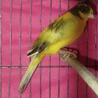 قناری فروشی|پرنده|جونقان, |دیوار