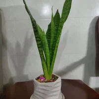 گل  سانسوریا