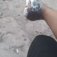 کفتر پرشی