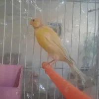 تعدادی قناری ماده و جوجه فائو|پرنده|مشهد, کوشش|دیوار