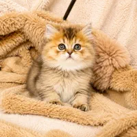 فروش فوری / بریتیش و اسکاتیش