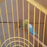 فروش تعدادی عروس هلندی و مرغ عشق|پرنده|دوگنبدان, |دیوار