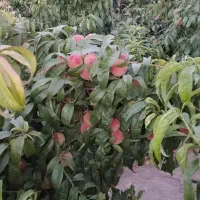 باغ ویلا در شبستر 500 متر عکس هم مال خود باغ است