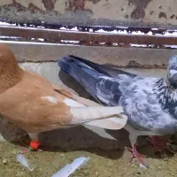 کبوتر|پرنده|مشهد, چهنو|دیوار