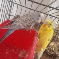 فروش مرغ عشق|پرنده|اردبیل, |دیوار