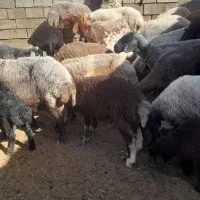 گوسفند بره میش