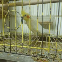 عروس معاوضه|پرنده|رشت, کوی فکوری|دیوار