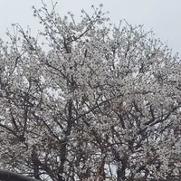 اجاره سوئیت مبله و نوساز برای مسافران گرامی|اجارهٔ کوتاه‌مدت آپارتمان و سوئیت|ساوه, |دیوار