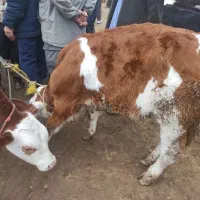 خریدفروش گوساله|حیوانات مزرعه|سیمین شهر, |دیوار