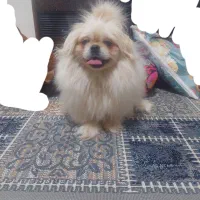 سگ پیکینیز امپریال