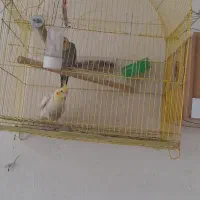 عروس هلندی|پرنده|مینودشت, |دیوار