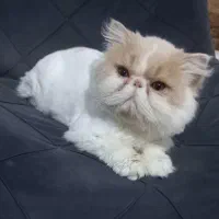 پسر پرشین بایکالر ون