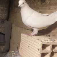 کفتر. نروماده عالی به شرط