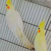 عروس هلندی مولد|پرنده|ساری, |دیوار