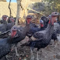 بوقلمون نروماده|حیوانات مزرعه|زهک, |دیوار