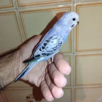 جوجه مرغ عشق رام کاسکویی دونه خور|پرنده|کرمان, |دیوار