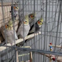 عروس هلندی|پرنده|سرپل ذهاب, |دیوار