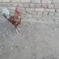 خروس|حیوانات مزرعه|زهک, |دیوار