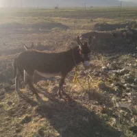 فروش خر ماده جوان باکره ماده
