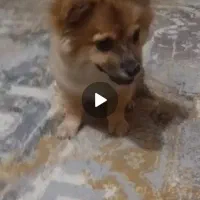 میکس چاو چاو اشپیز