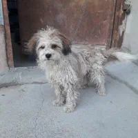 سگ پاپی پودل