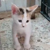 گربه سفید مون خونه نیومده