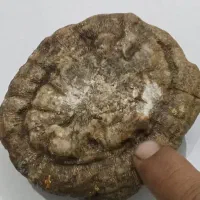 سنگ فسیل مغز|کلکسیون اشیاء عتیقه|کرمانشاه, |دیوار