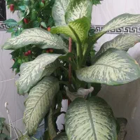 سه عدد گل|گل و گیاه طبیعی|اهر, |دیوار