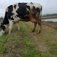 گاو شیرده با گوساله نر