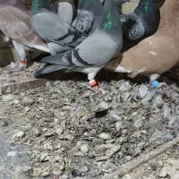 یه گل پرنده زنبوری