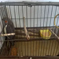 عروس هلندی|پرنده|باقرشهر, |دیوار