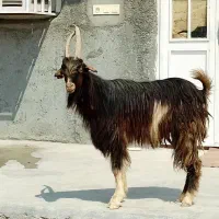 پازن