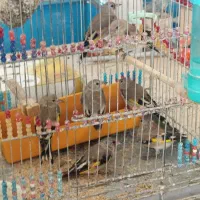 تعداد سهره نر دورگ