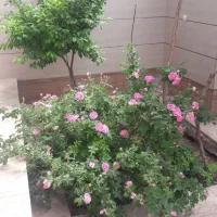 نهال گل محمدی