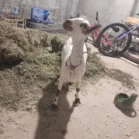 بز صلاله زات سه قلو