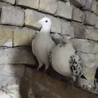 یک جفت مسافتی|حیوانات|مشهد, امیرآباد|دیوار