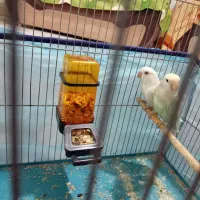 طوطی برزیلی|پرنده|شیراز, محراب|دیوار